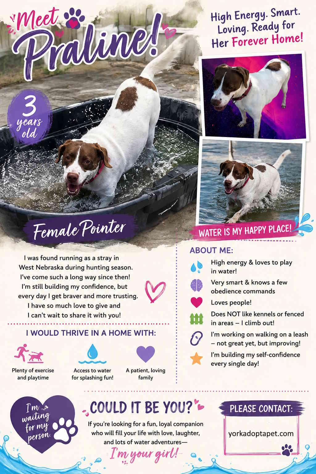 Praline, adopted, Adult Female Pointer.