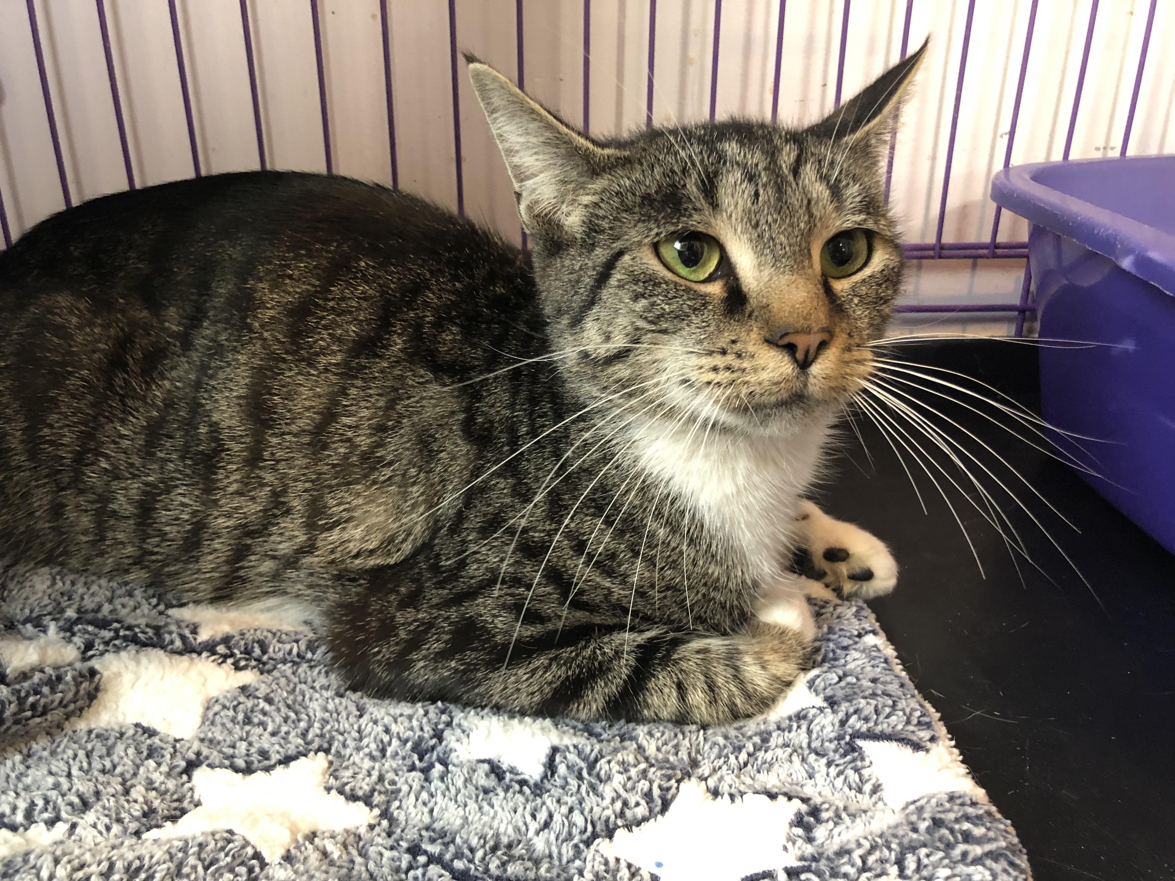 Enlarge Winterberry, an adopted Domestic Short Hair in Salisbury, MA image 2/6