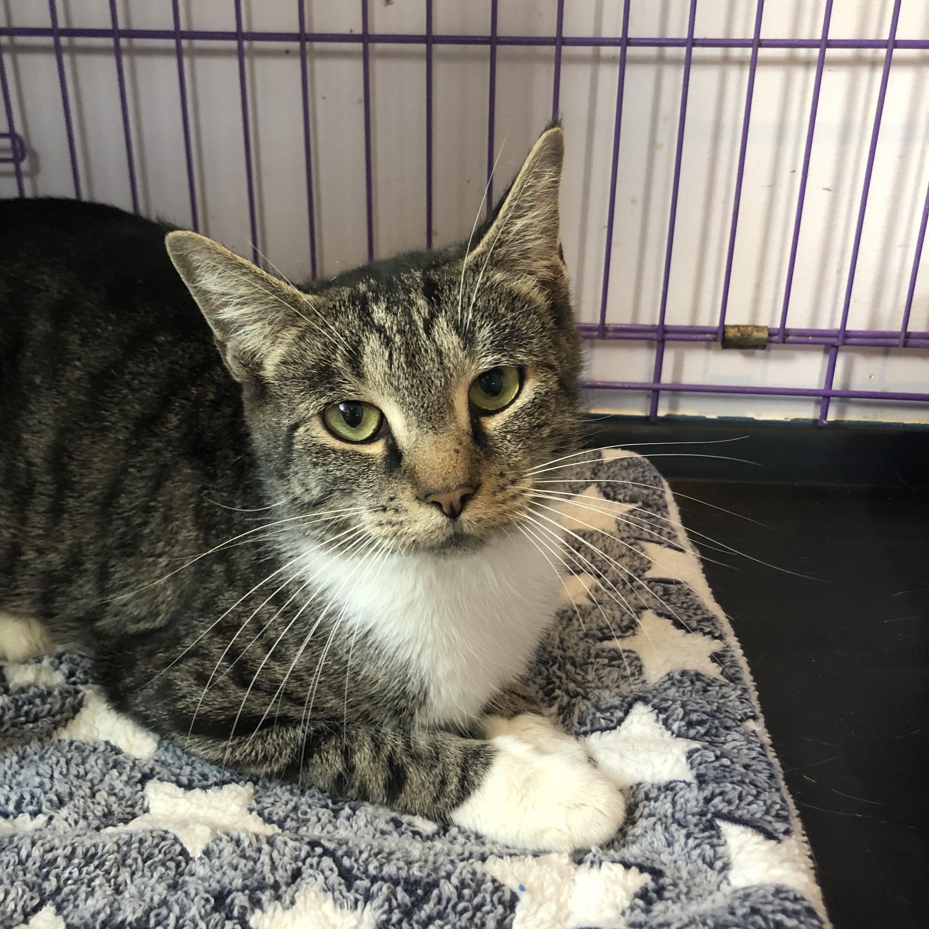 Enlarge Winterberry, an adopted Domestic Short Hair in Salisbury, MA image 5/6