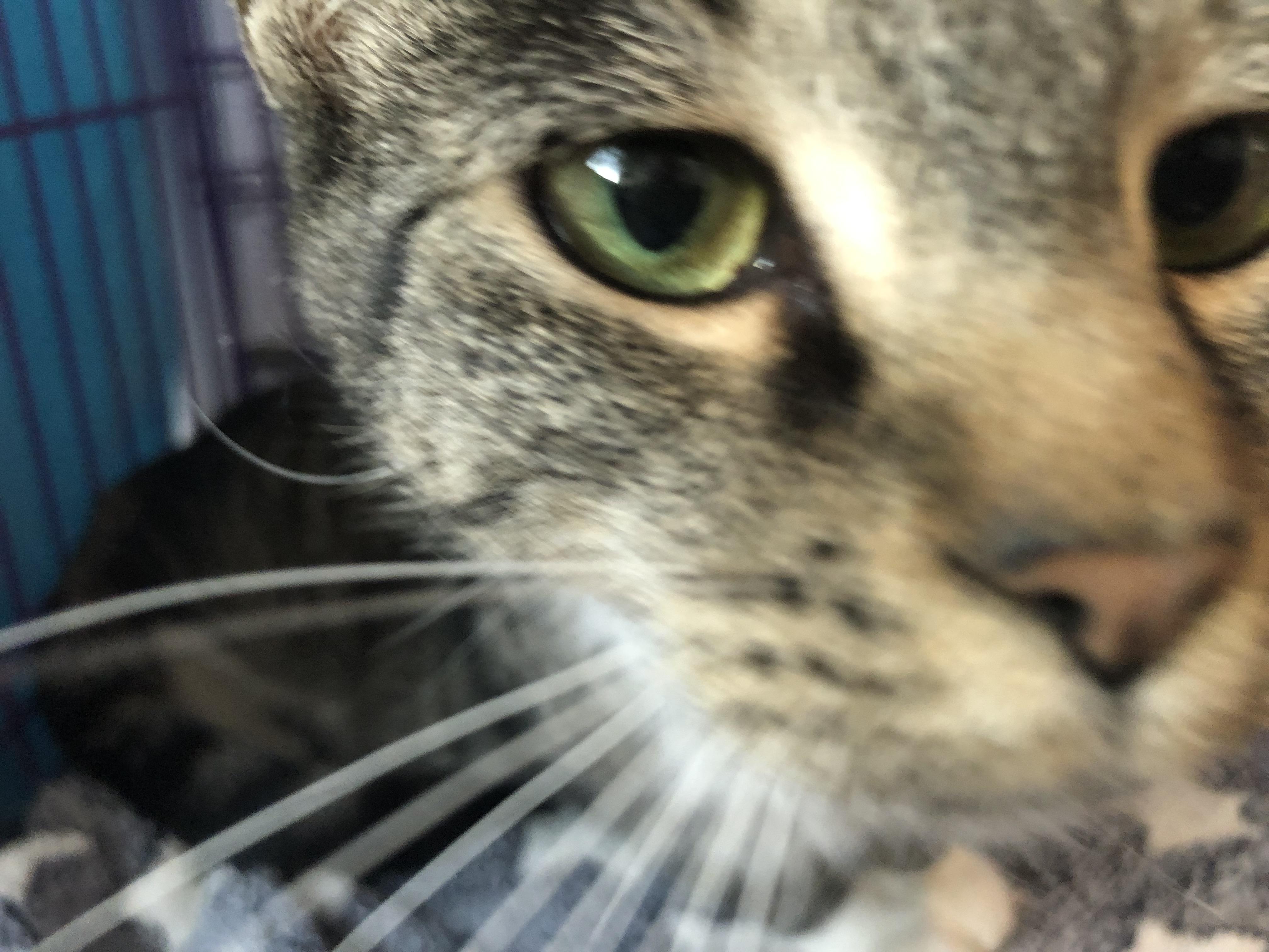 Enlarge Winterberry, an adopted Domestic Short Hair in Salisbury, MA image 6/6