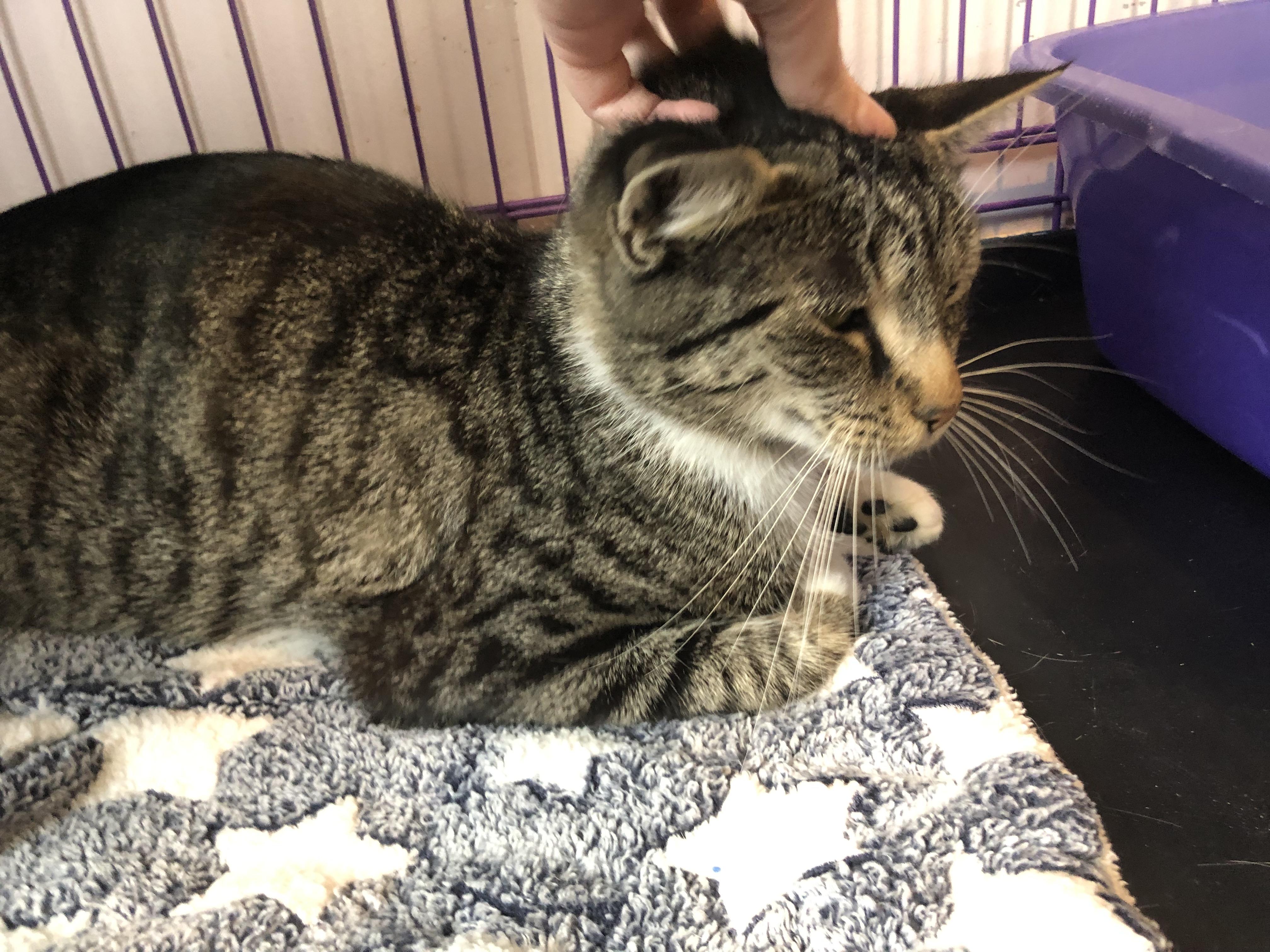 Enlarge Winterberry, an adopted Domestic Short Hair in Salisbury, MA image 3/6