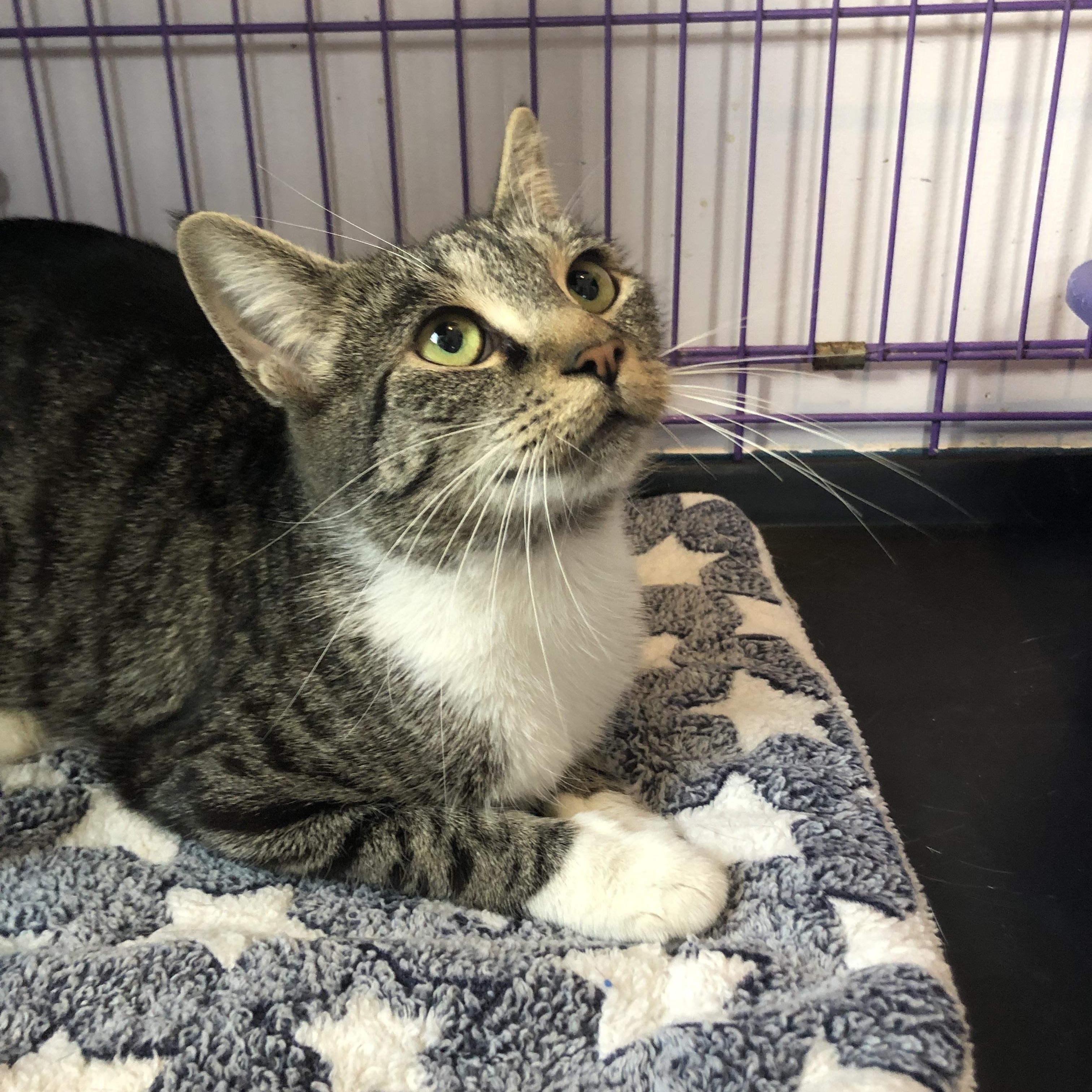 Enlarge Winterberry, an adopted Domestic Short Hair in Salisbury, MA image 1/6