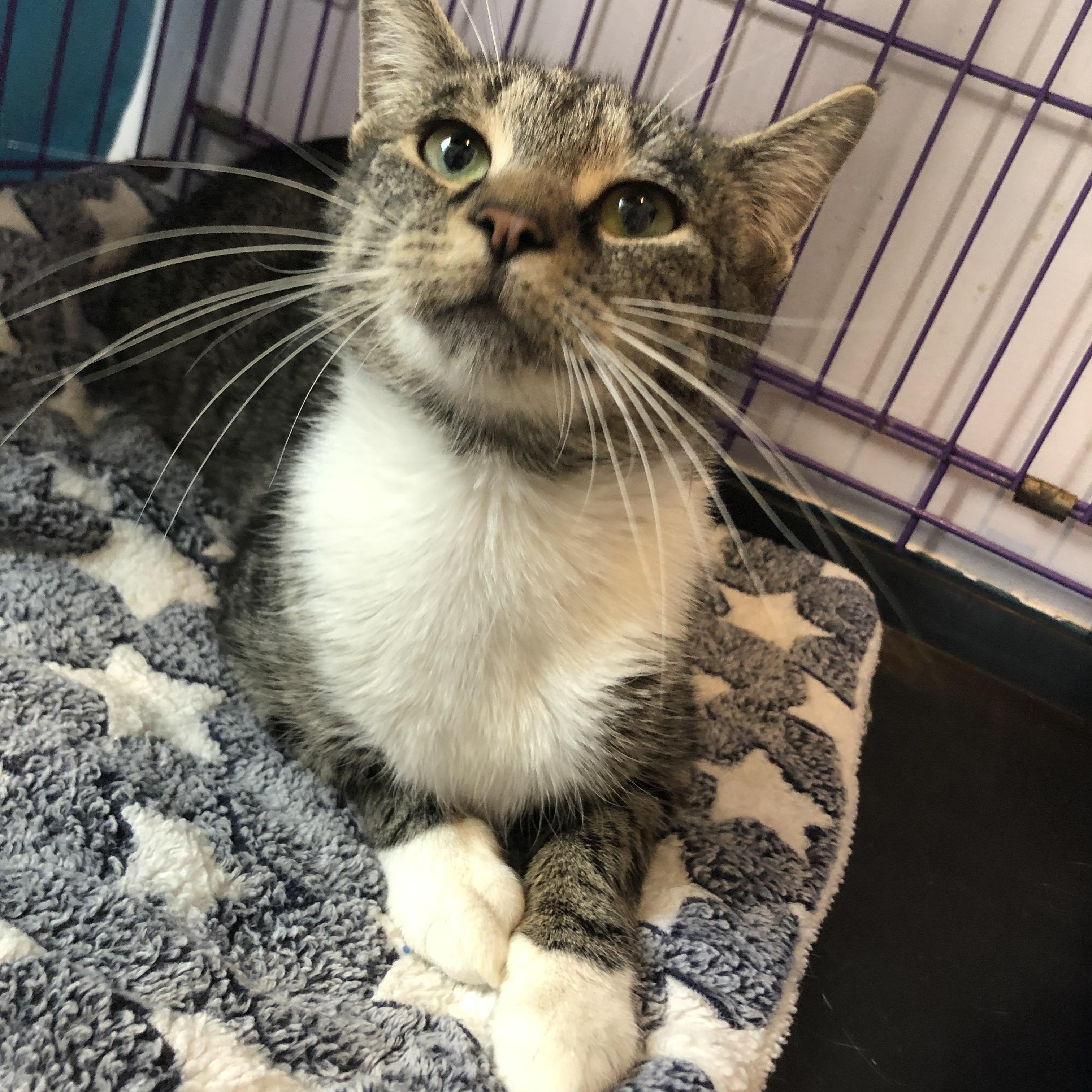 Enlarge Winterberry, an adopted Domestic Short Hair in Salisbury, MA image 4/6