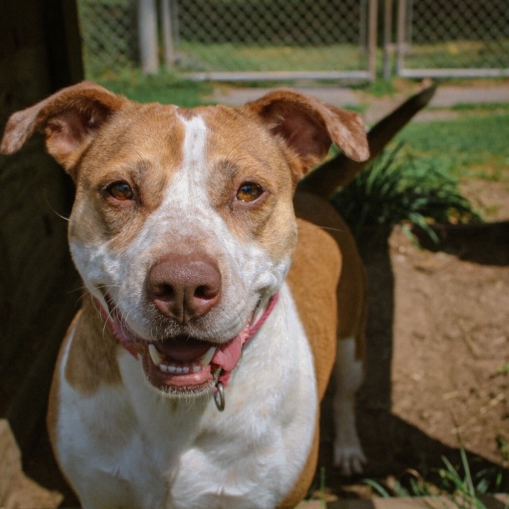 Enlarge Alexa, a Adoptable mixed breed in Montrose, PA image 9/12