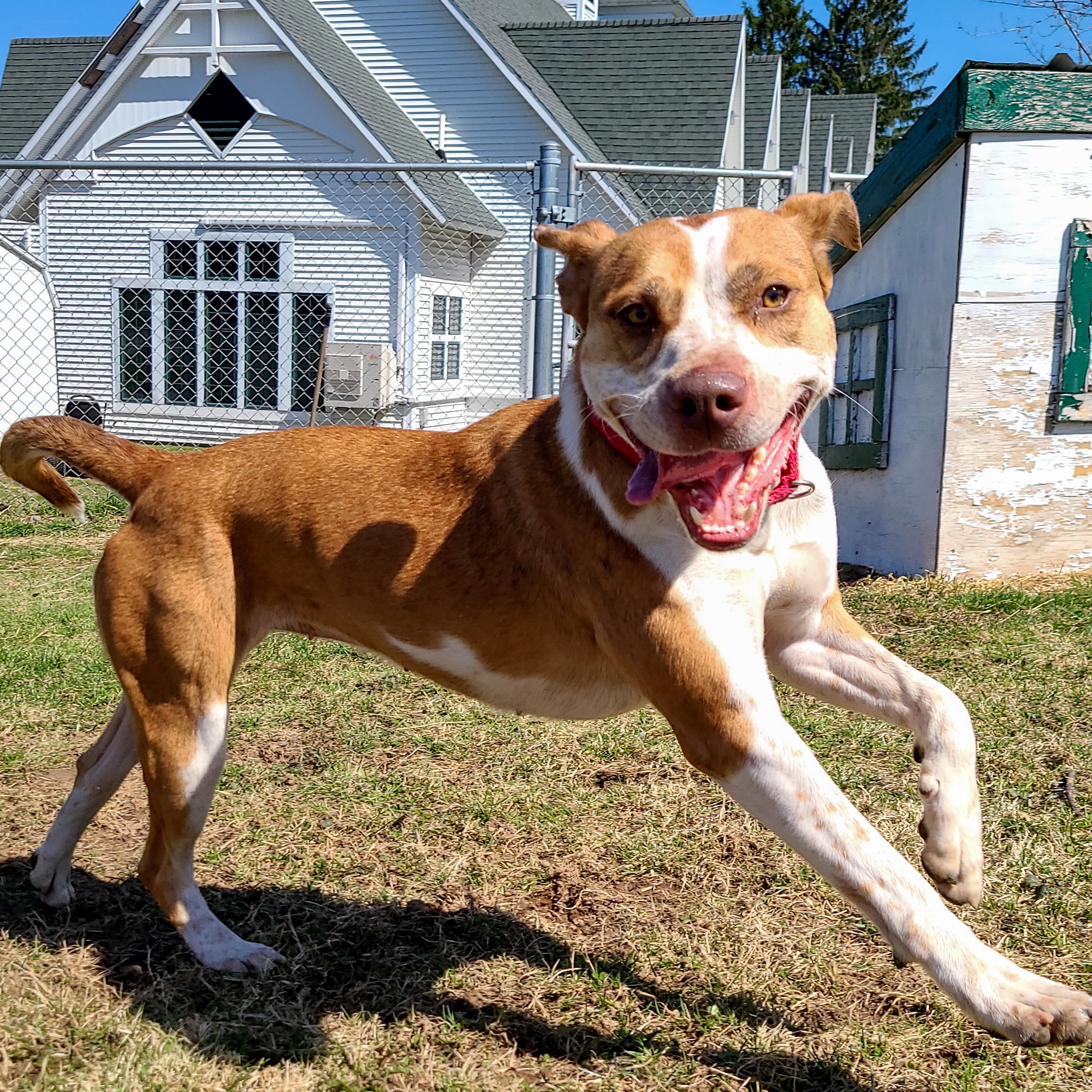 Enlarge Alexa, a Adoptable mixed breed in Montrose, PA image 10/12