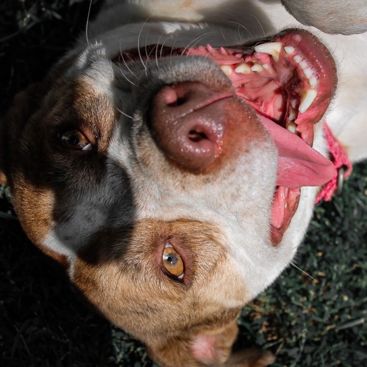 Enlarge Alexa, a Adoptable mixed breed in Montrose, PA image 11/12