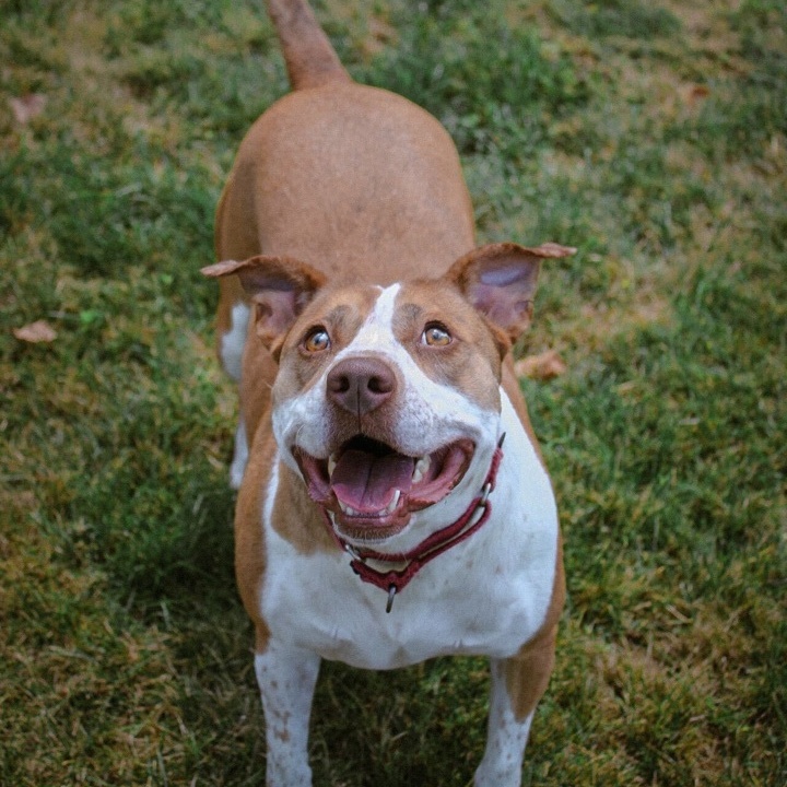 Enlarge Alexa, a Adoptable mixed breed in Montrose, PA image 1/12