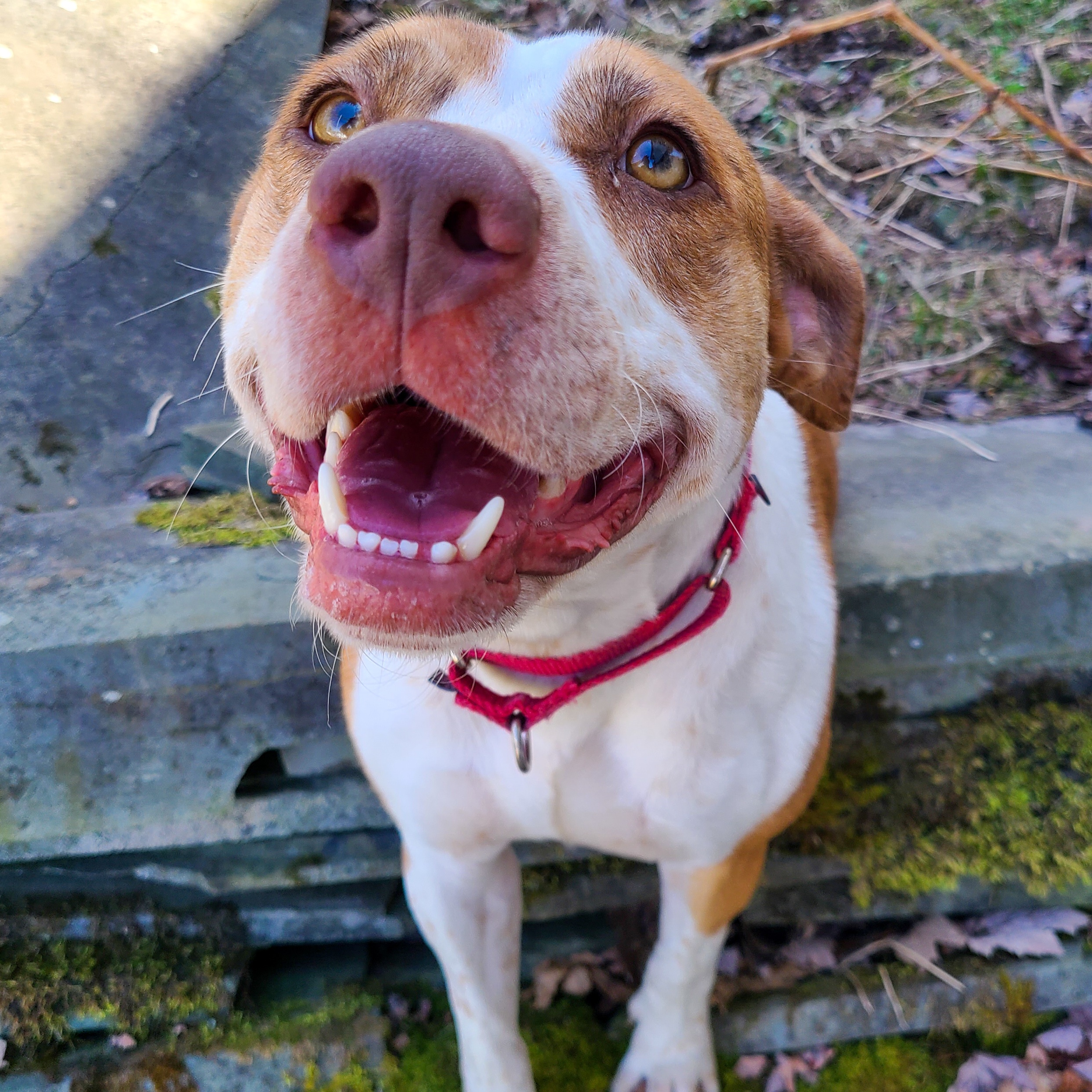 Enlarge Alexa, a Adoptable mixed breed in Montrose, PA image 12/12
