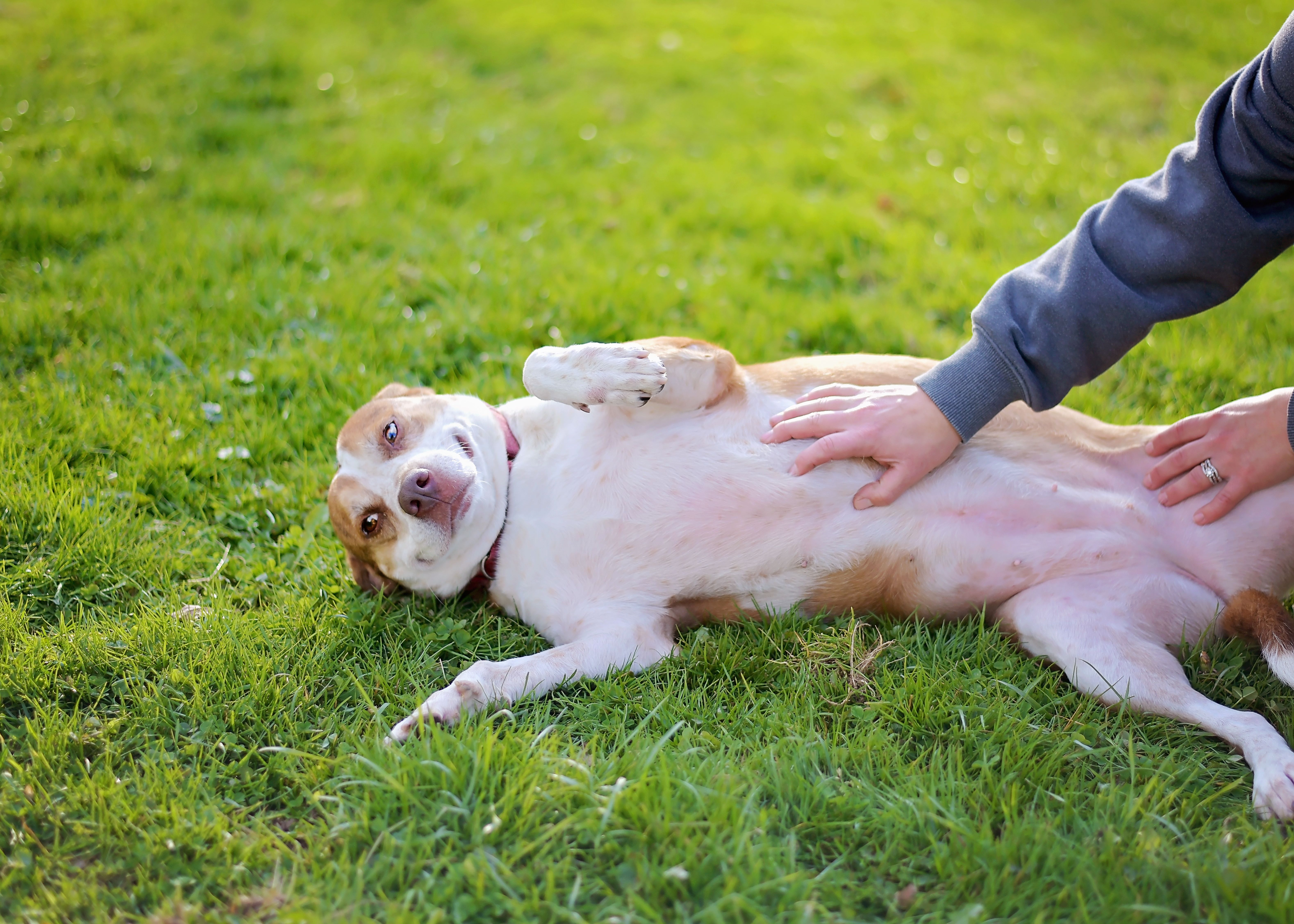 Enlarge Alexa, a Adoptable mixed breed in Montrose, PA image 8/12
