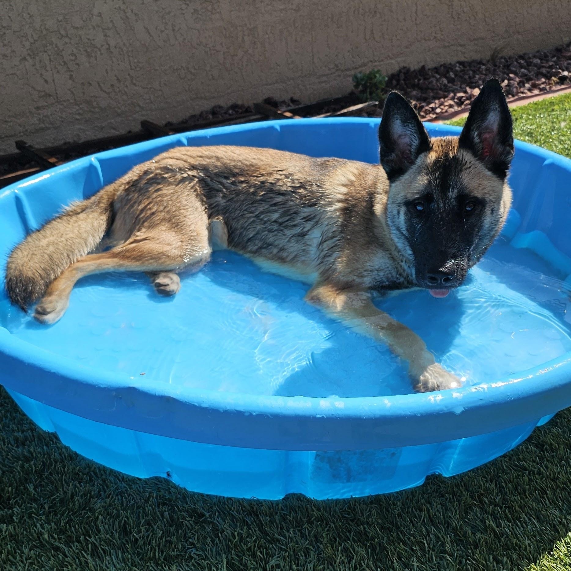 Enlarge Kiara, a ADOPTABLE mixed breed in Los Angeles, CA image 3/5