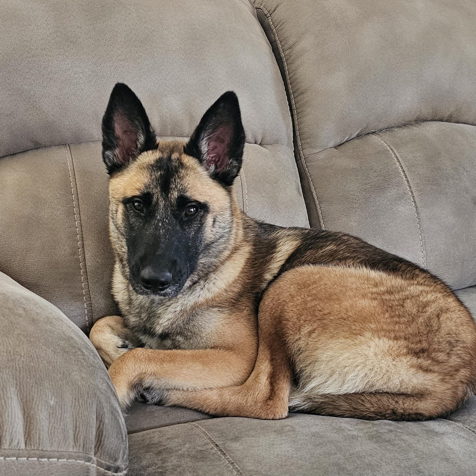 Kiara, ADOPTABLE, Young Female German Shepherd Dog & Belgian Shepherd / Malinois.