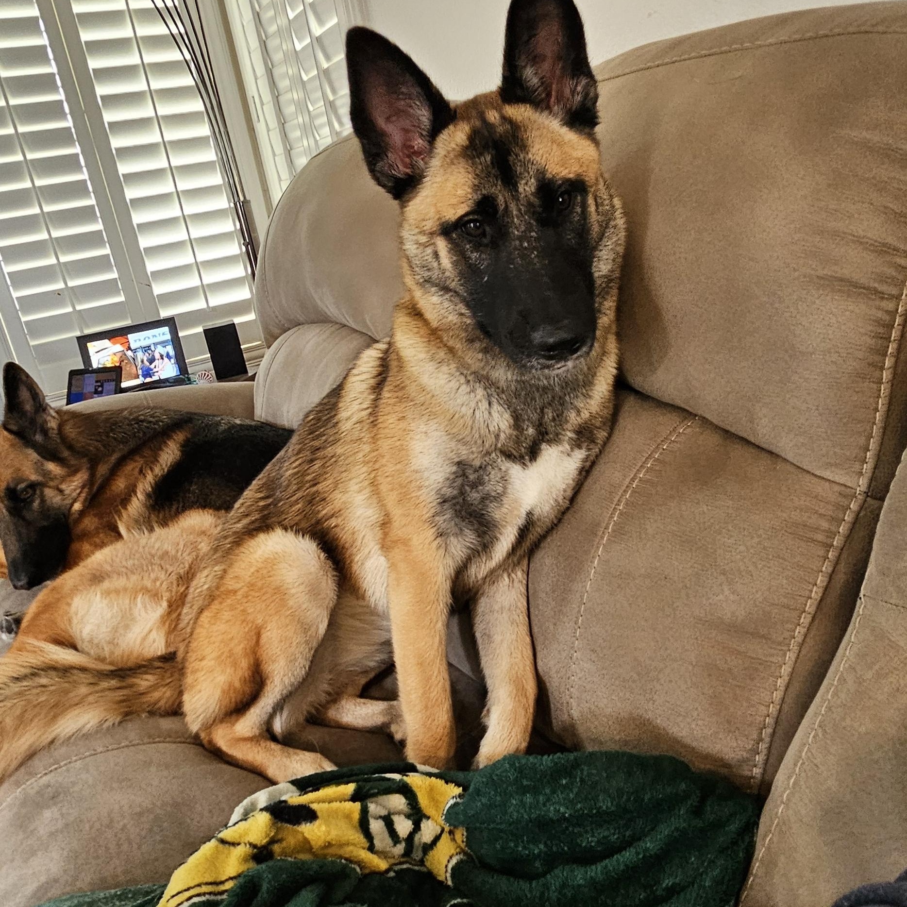 Enlarge Kiara, a ADOPTABLE mixed breed in Thousand Oaks, CA image 6/6