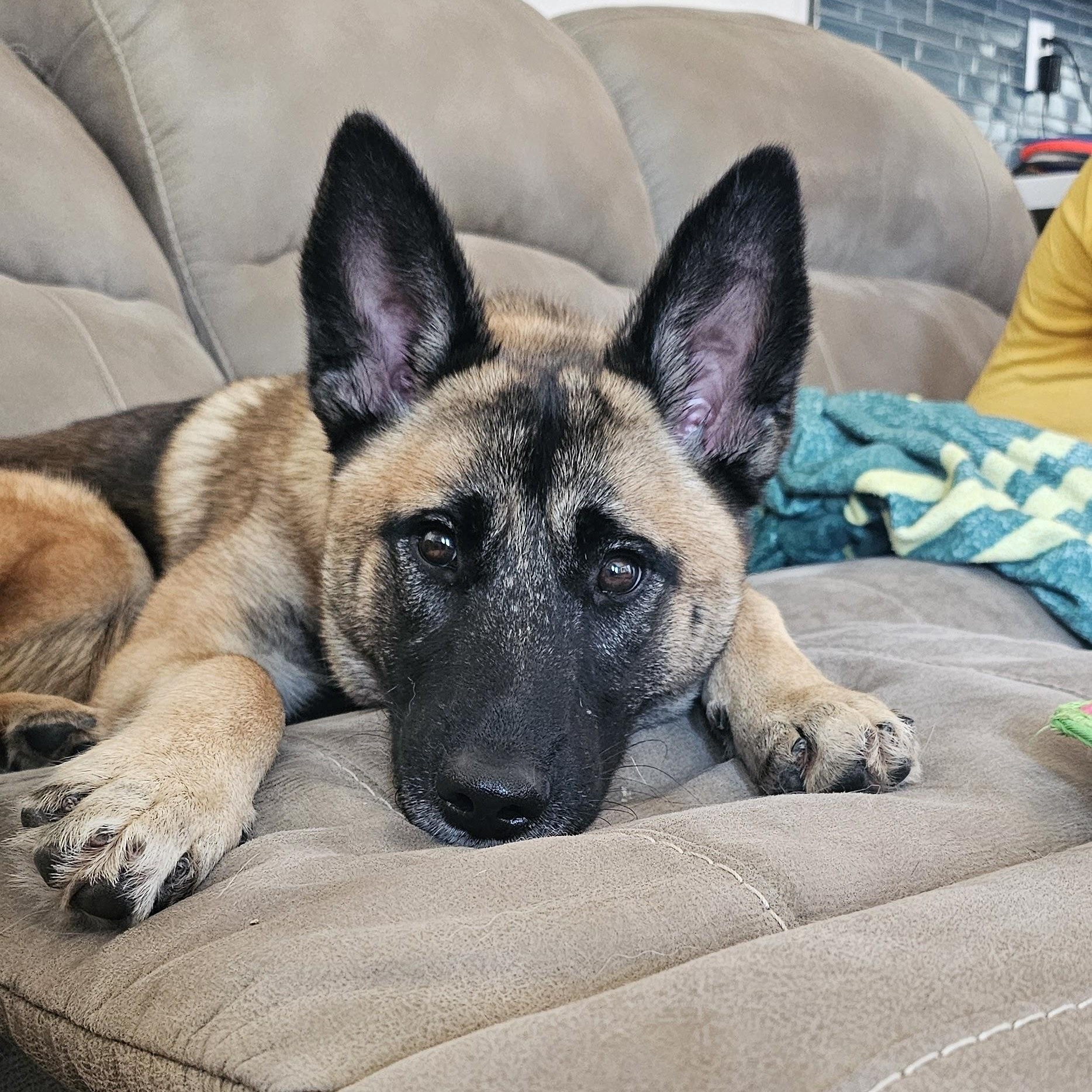 Enlarge Kiara, a ADOPTABLE mixed breed in Los Angeles, CA image 2/5