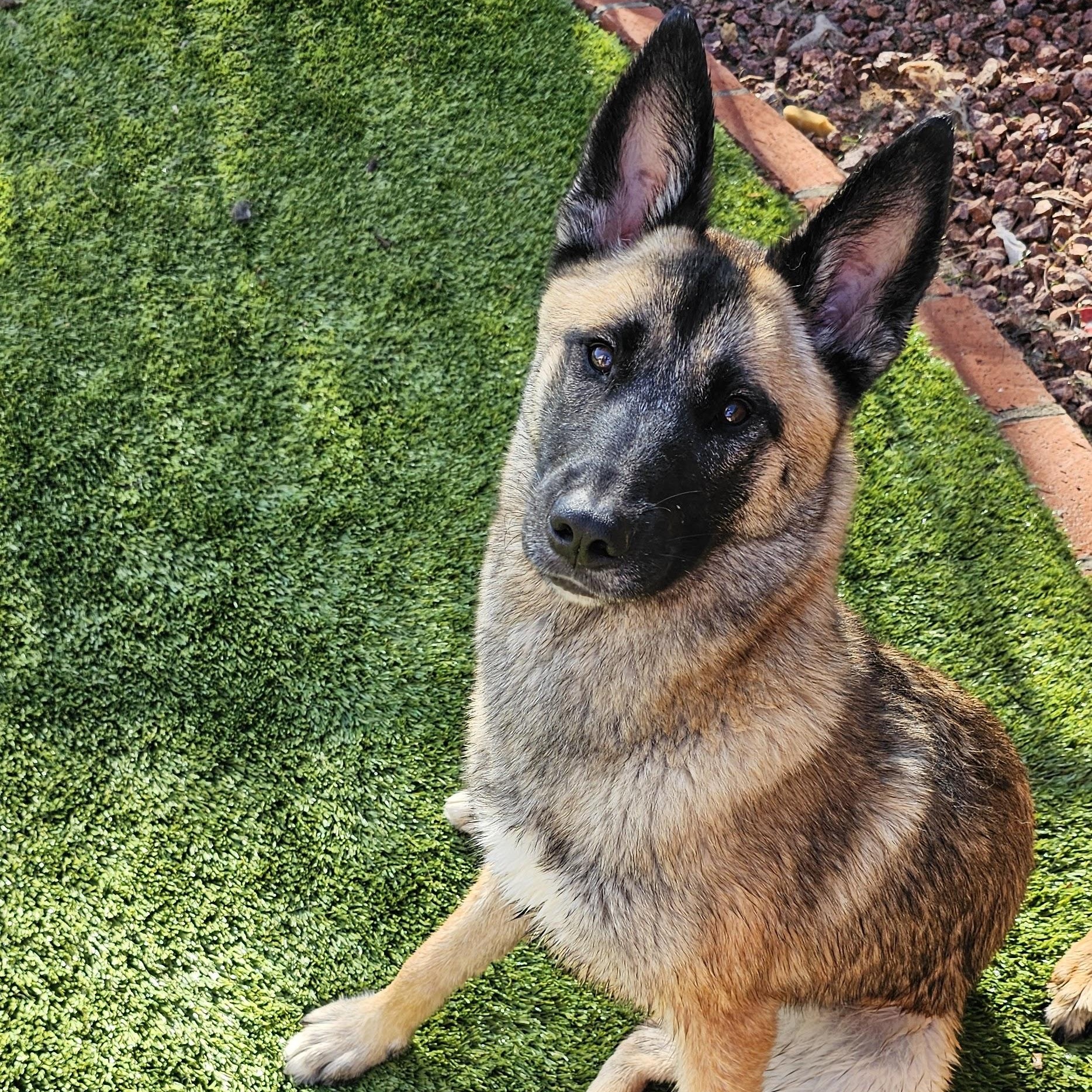 Enlarge Kiara, a ADOPTABLE mixed breed in Los Angeles, CA image 4/5