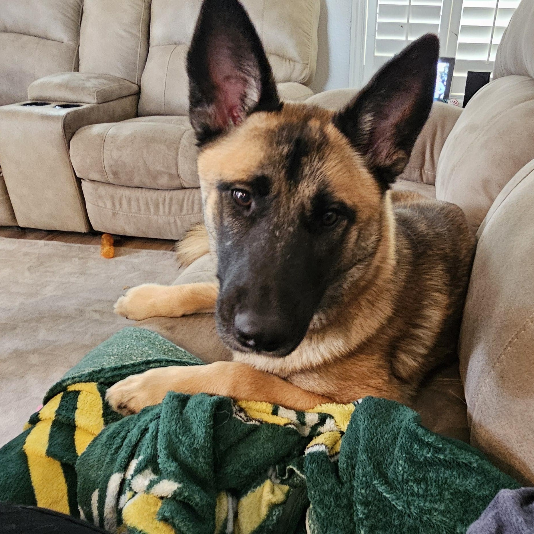 Kiara, ADOPTABLE, Young Female German Shepherd Dog & Belgian Shepherd / Malinois.