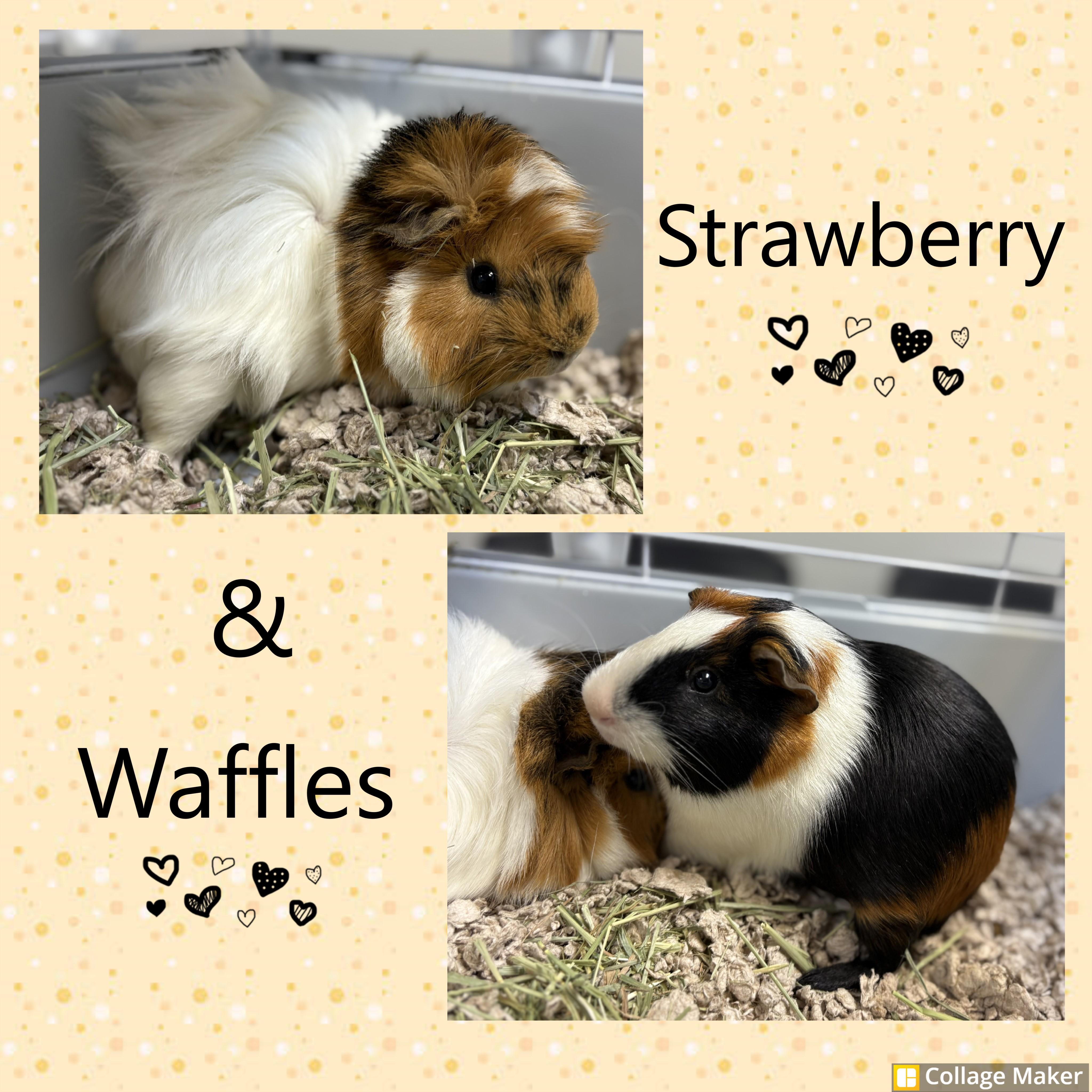 Strawberry and Waffles