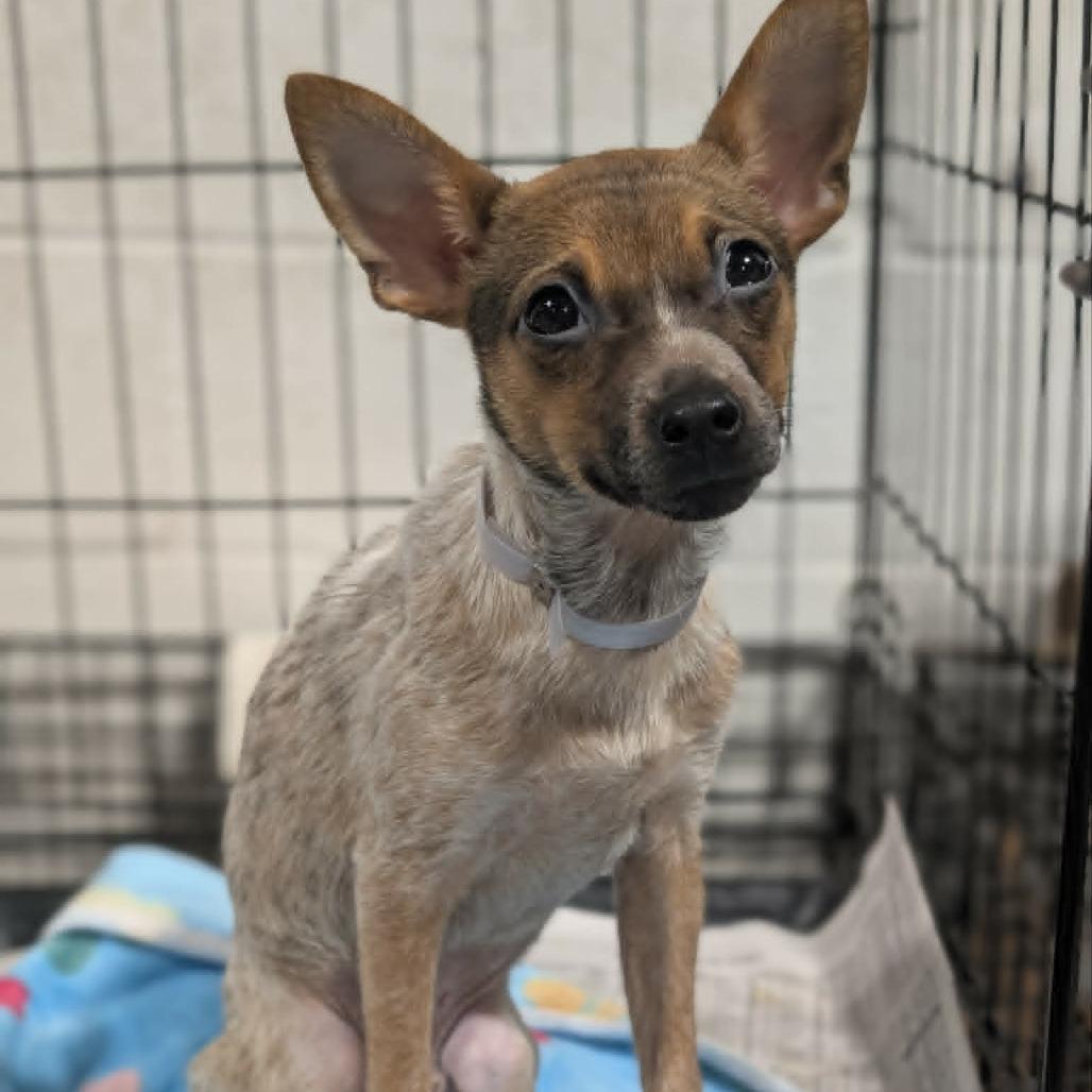 Domingo, Adoptable, Young Male Chihuahua.