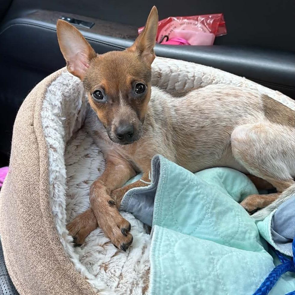 Enlarge Domingo, a Adoptable Chihuahua in Katy, TX image 2/5