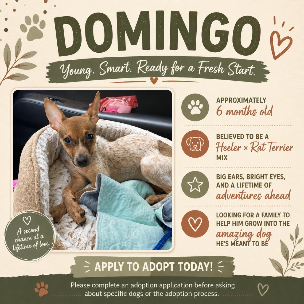 Enlarge Domingo, a Adoptable Chihuahua in Katy, TX image 3/5