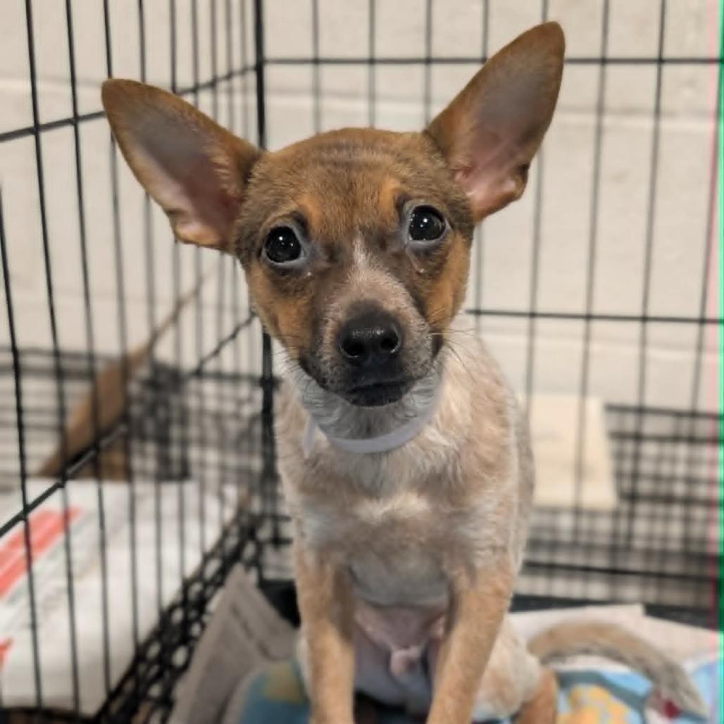 Enlarge Domingo, a Adoptable Chihuahua in Katy, TX image 4/5