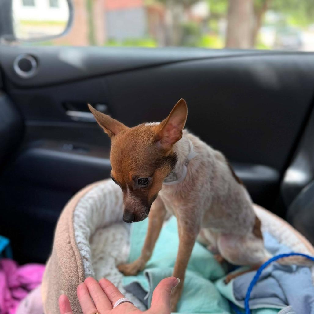 Enlarge Domingo, a Adoptable Chihuahua in Katy, TX image 5/5