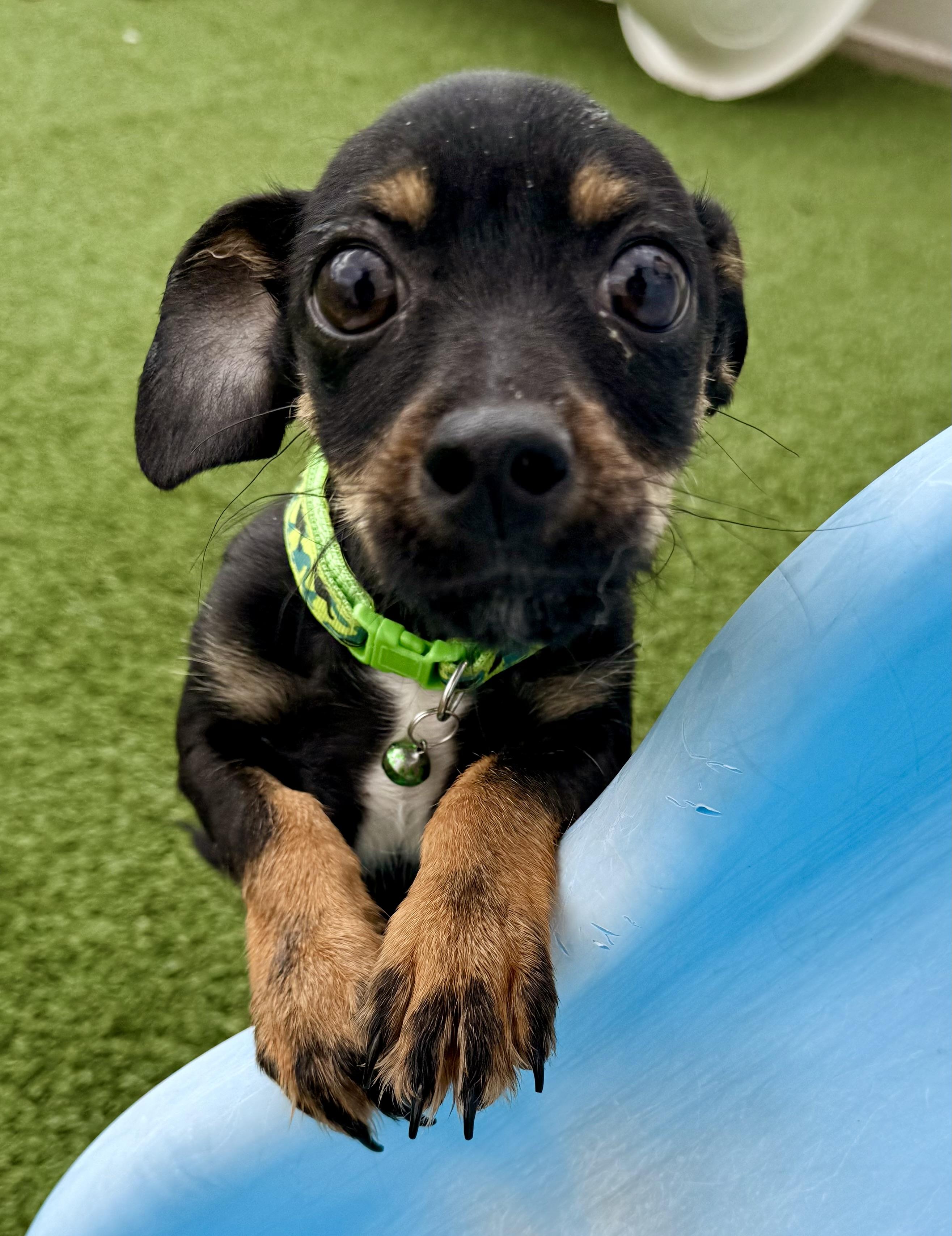 Enlarge Walter, an adopted mixed breed in Brookfield, WI image 1/1