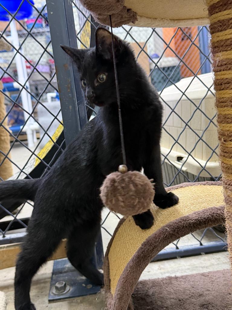 Enlarge Manny, a Adoptable mixed breed in Lagrange, IN image 1/1