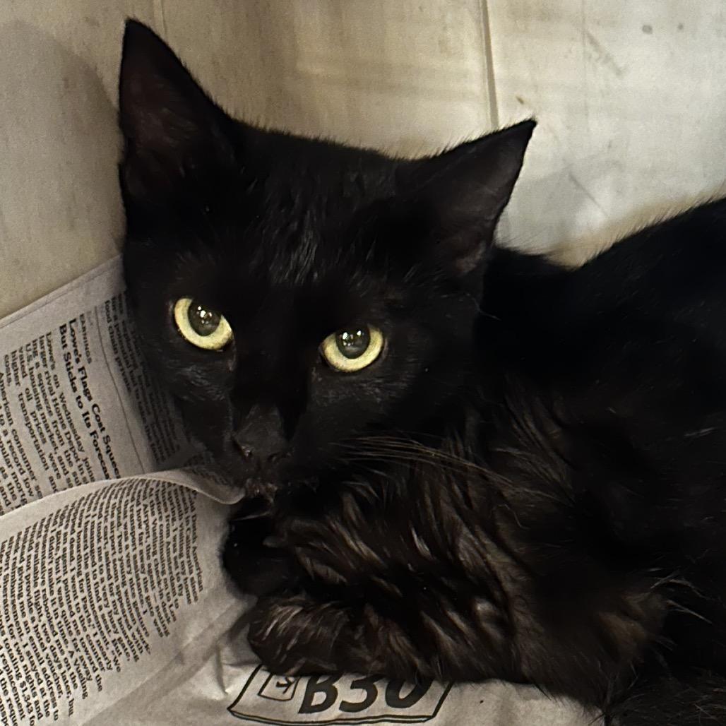 Zelda, Adoptable, Young Female Domestic Short Hair.