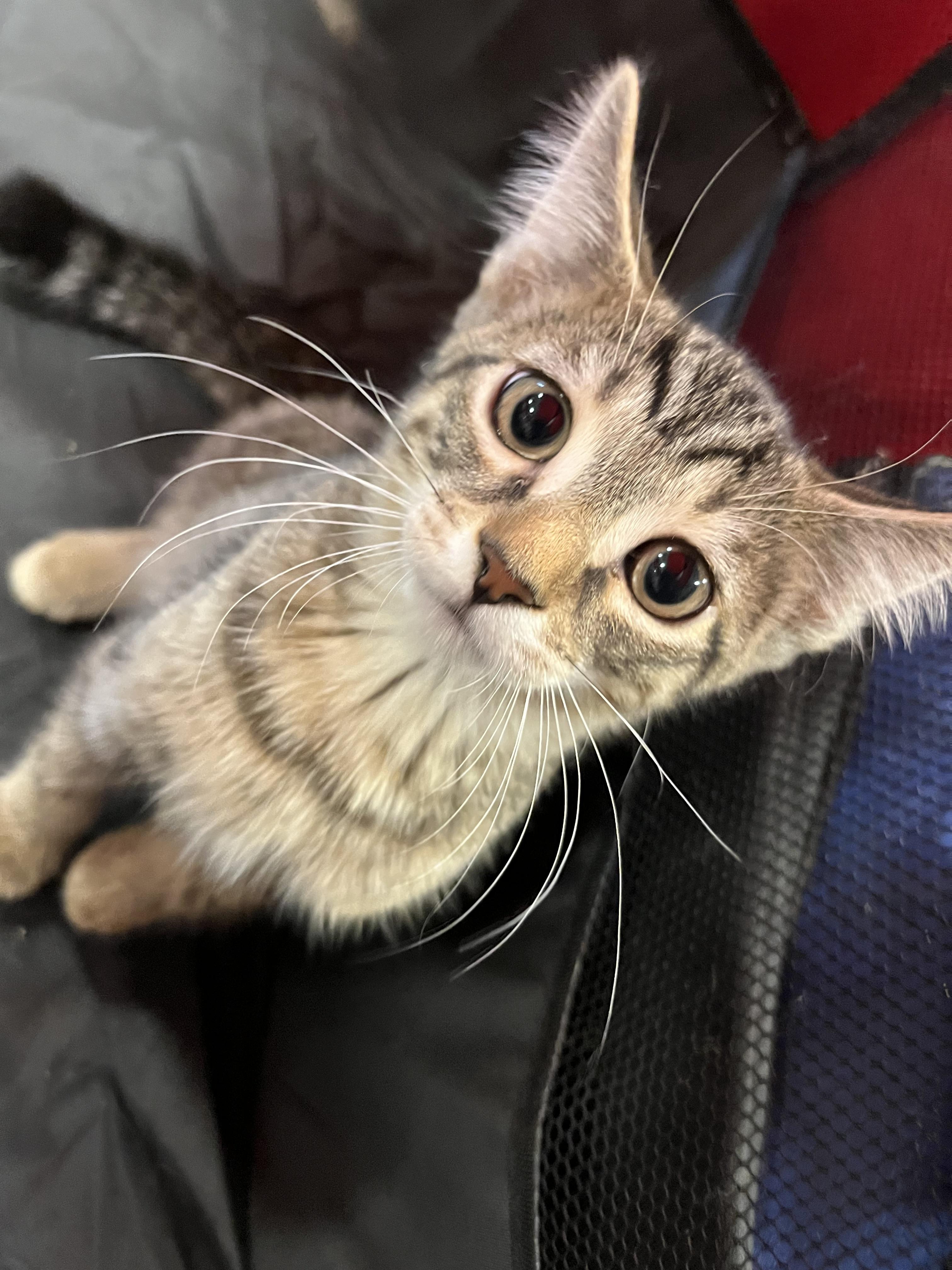 Carlos