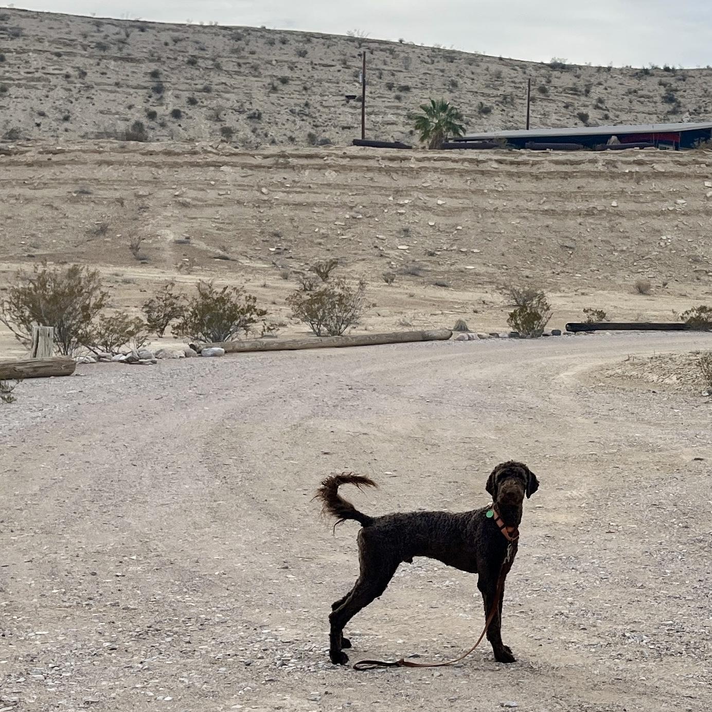 Enlarge Comet, an adopted mixed breed in Marfa, TX image 2/6