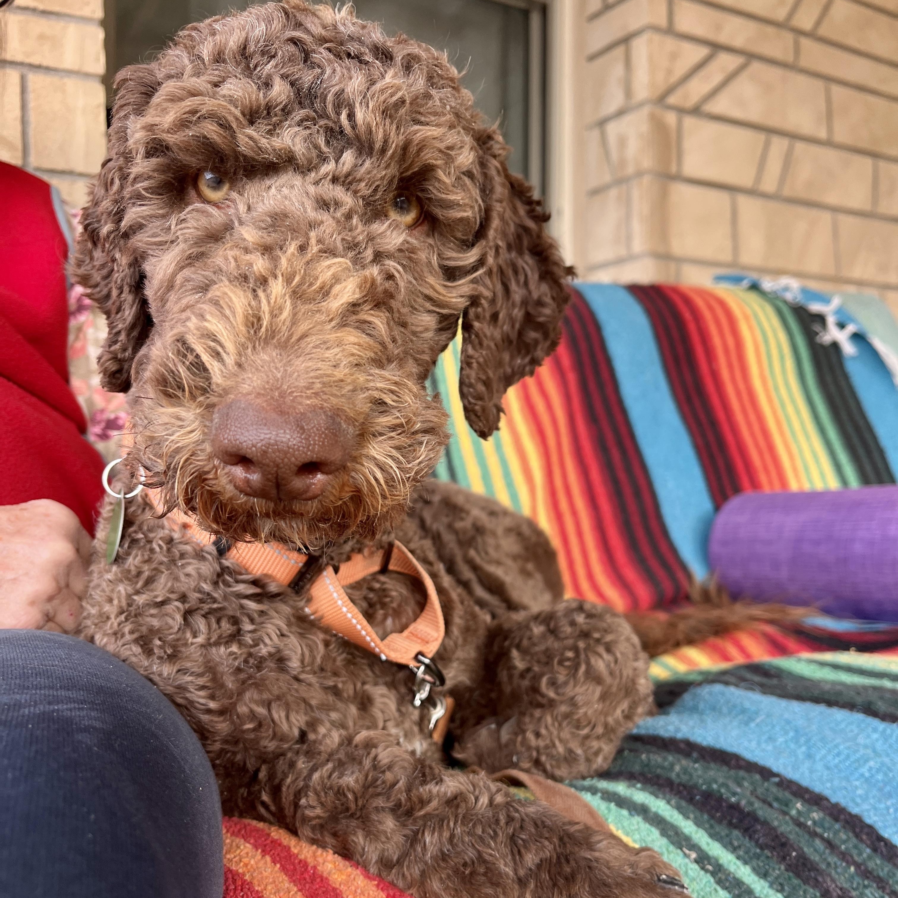 Enlarge Comet, an adopted mixed breed in Marfa, TX image 5/6