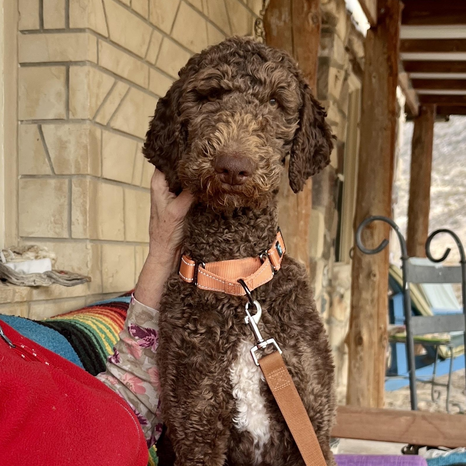 Enlarge Comet, an adopted mixed breed in Marfa, TX image 6/6