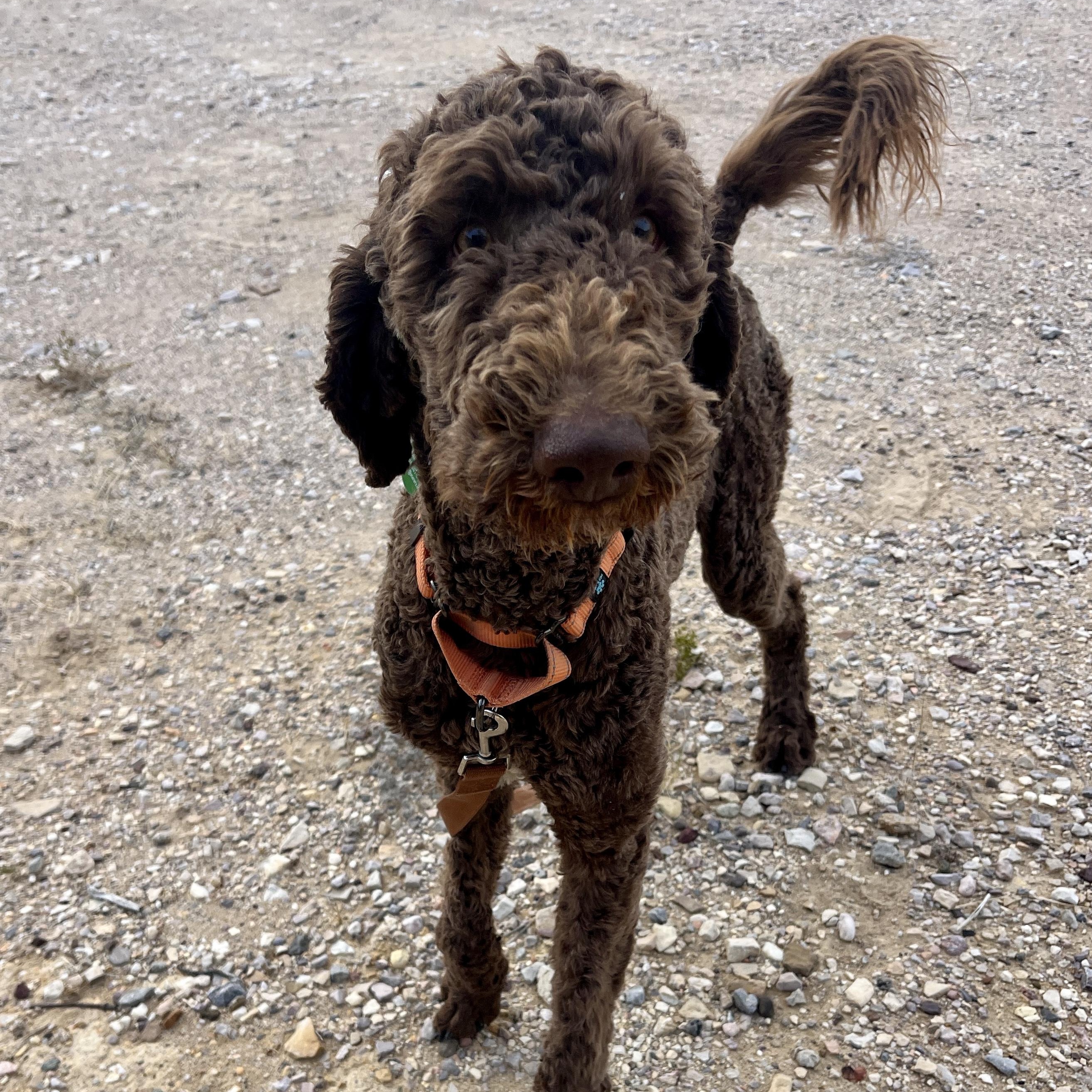 Enlarge Comet, an adopted mixed breed in Marfa, TX image 4/6