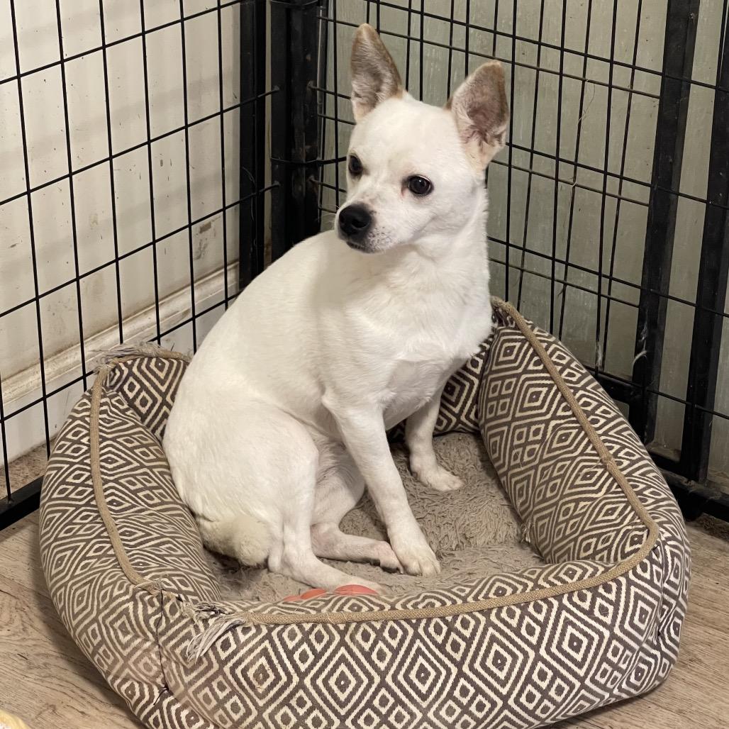 Enlarge SWEET TART, a Adoptable Chihuahua in Graham, WA image 5/6