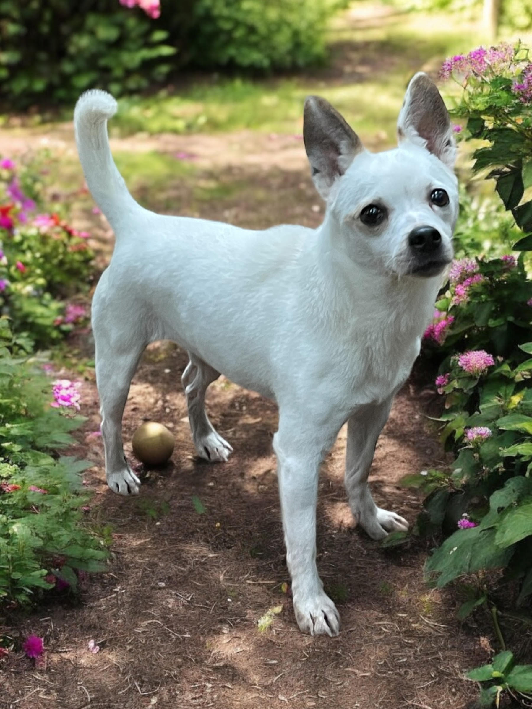 SWEET TART, a Adoptable Chihuahua in Graham, WA image 3/4