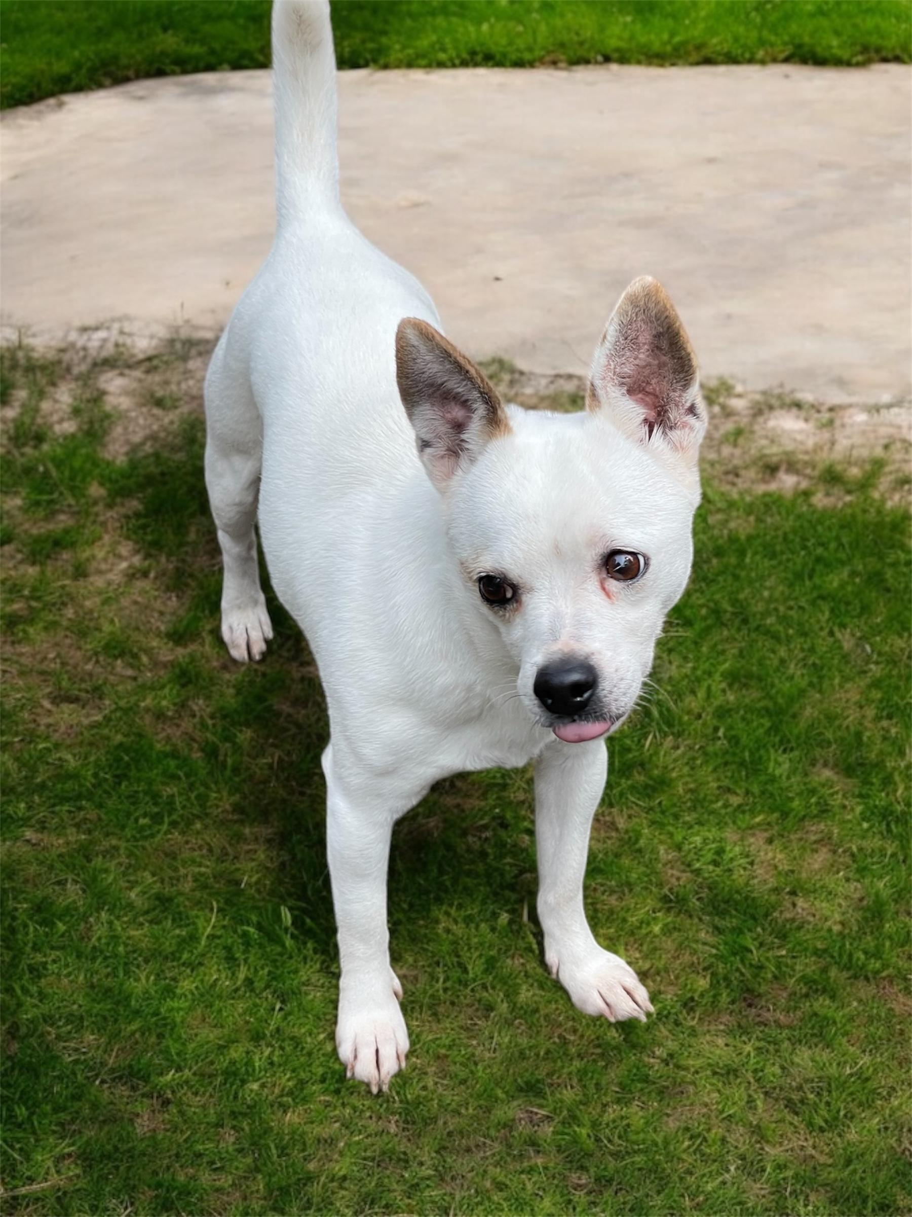 SWEET TART, a Adoptable Chihuahua in Graham, WA image 2/4