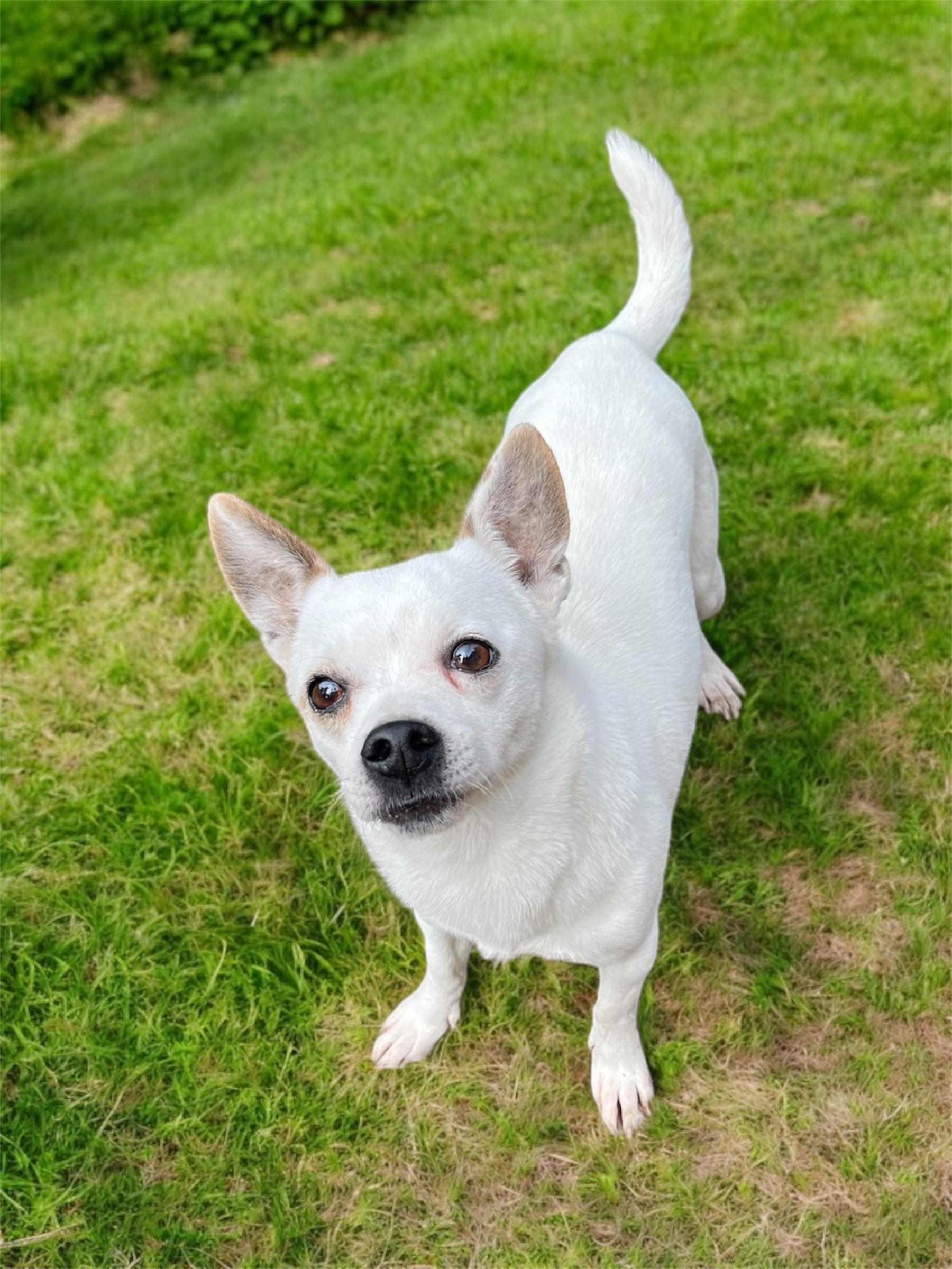 SWEET TART, a Adoptable Chihuahua in Graham, WA image 1/4