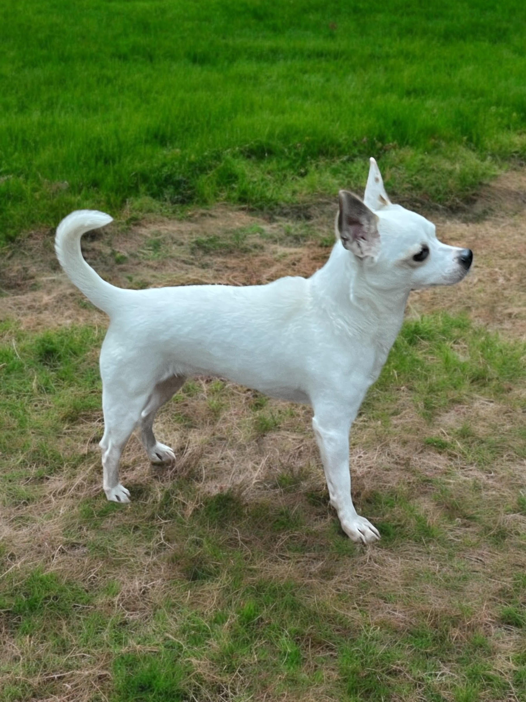 SWEET TART, a Adoptable Chihuahua in Graham, WA image 4/4