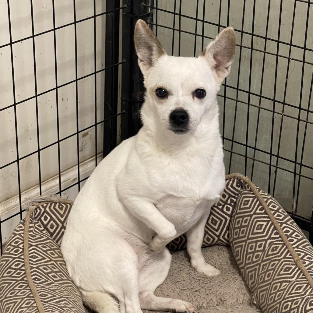 Enlarge SWEET TART, a Adoptable Chihuahua in Graham, WA image 1/6