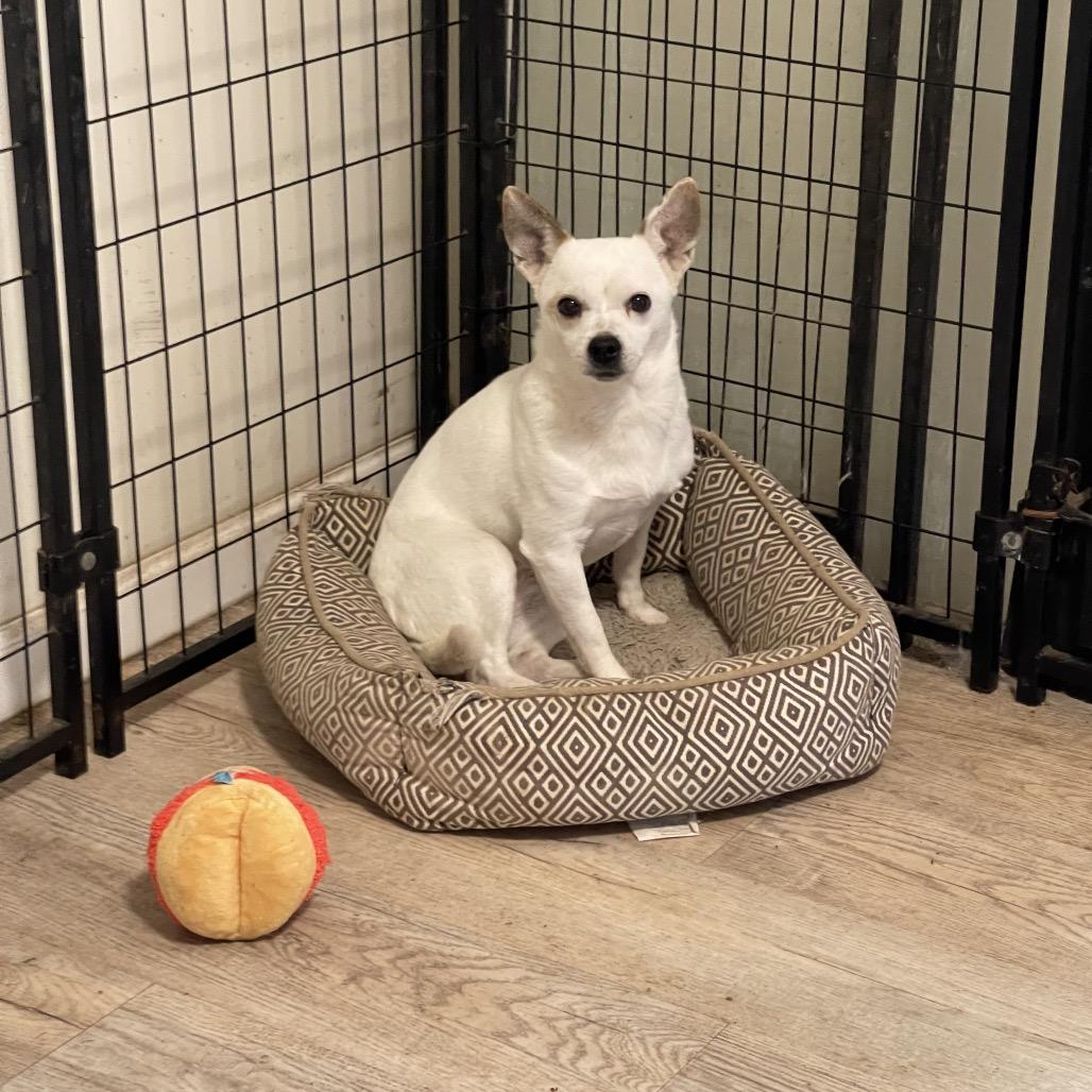 Enlarge SWEET TART, a Adoptable Chihuahua in Graham, WA image 6/6