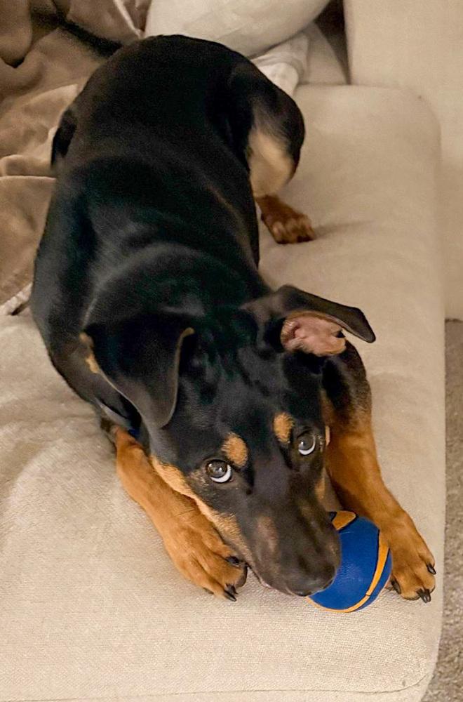 Enlarge Lover Boy, a Adoptable mixed breed in Spokane, WA image 1/6