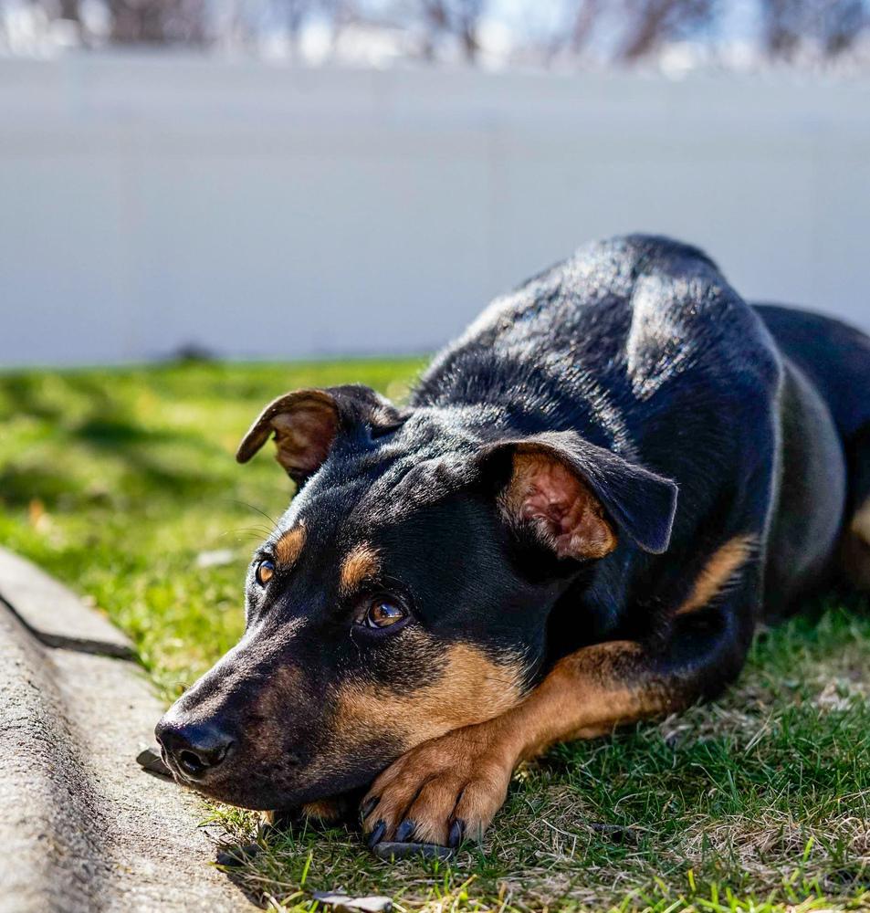 Enlarge Lover Boy, a Adoptable mixed breed in Spokane, WA image 1/6