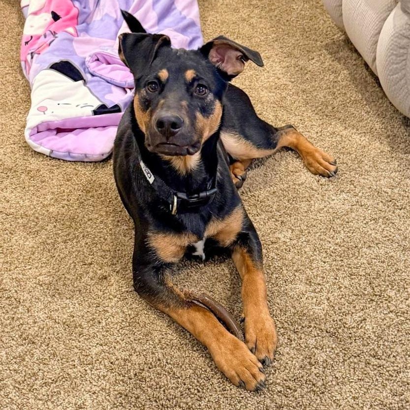 Enlarge Lover Boy, a Adoptable mixed breed in Spokane, WA image 6/6