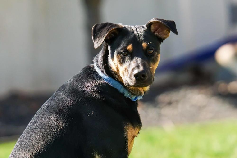 Enlarge Lover Boy, a Adoptable mixed breed in Spokane, WA image 2/6
