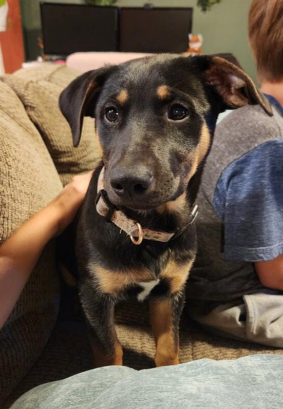 Lover Boy, Adoptable, Puppy Male Miniature Pinscher.