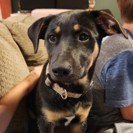 Enlarge Lover Boy, a Adoptable mixed breed in Spokane, WA image 5/6