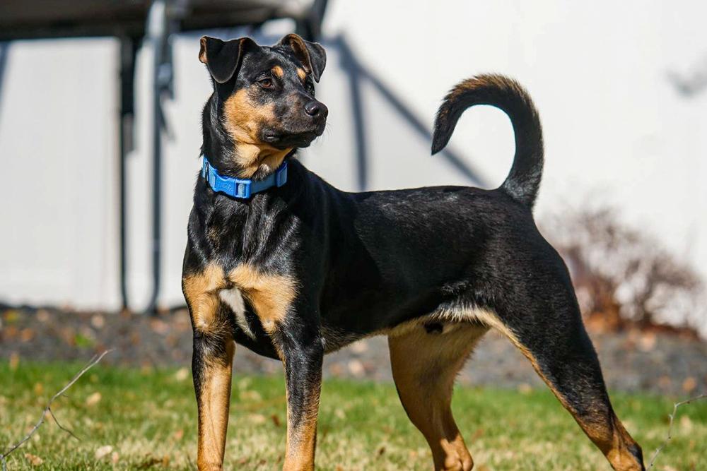 Enlarge Lover Boy, a Adoptable mixed breed in Spokane, WA image 3/6