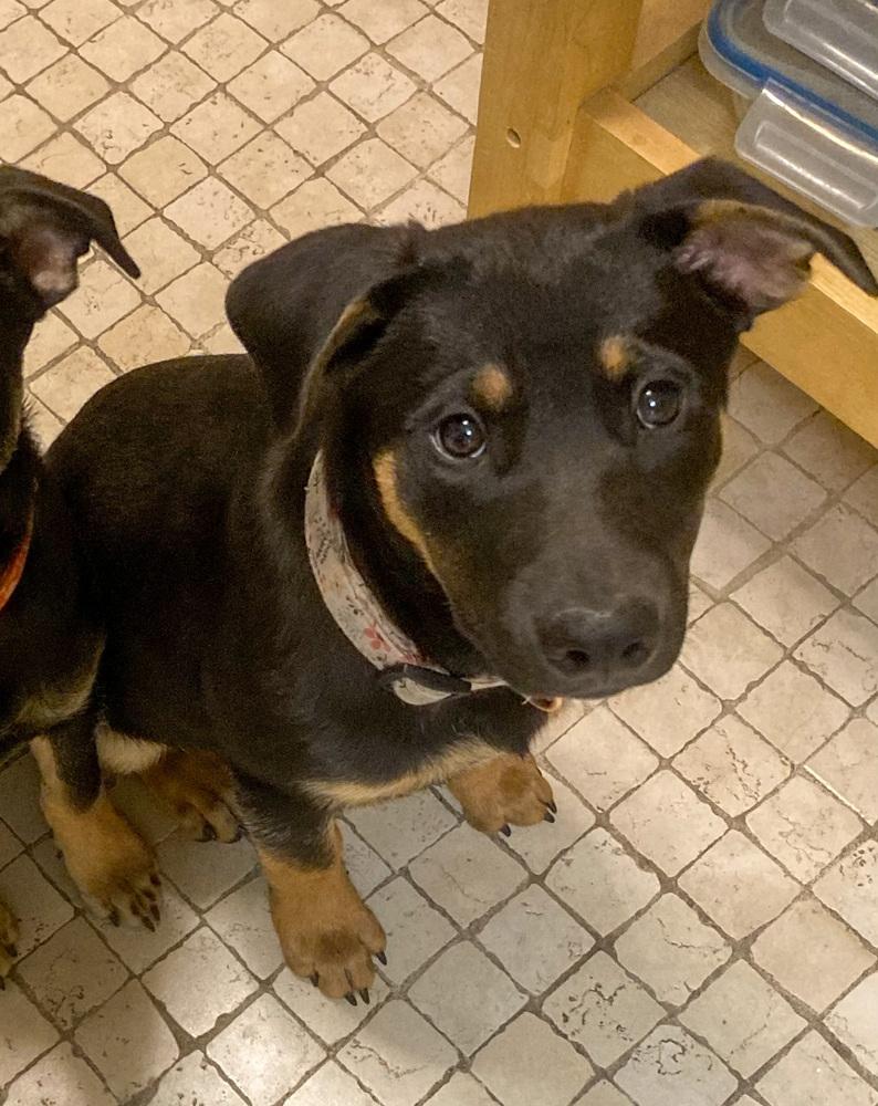 Enlarge Lover Boy, a Adoptable mixed breed in Spokane, WA image 4/6