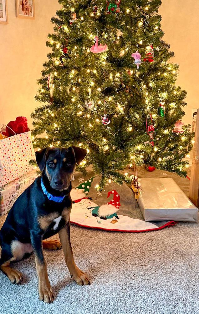 Enlarge Lover Boy, a Adoptable mixed breed in Spokane, WA image 6/6