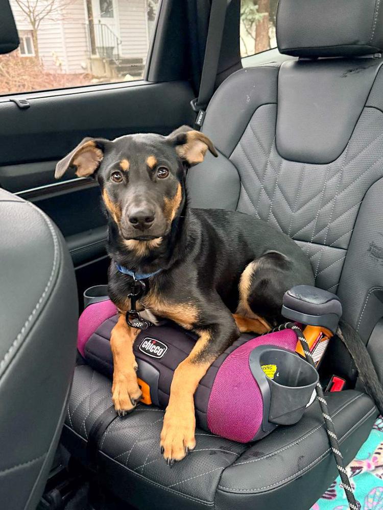 Enlarge Lover Boy, a Adoptable mixed breed in Spokane, WA image 5/6